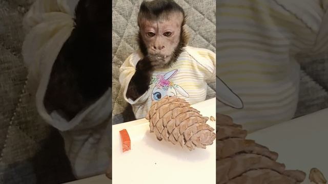 Орешки в ход пошли #pets #monkey #животные #animals #zoo #babyanimals #обезьяна #обучение #macaque смотреть онлайн