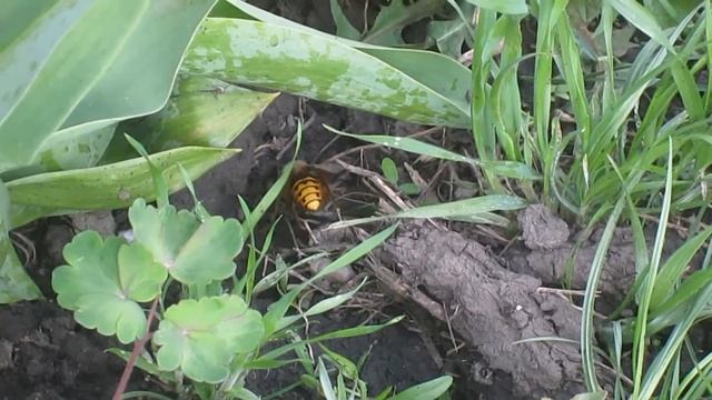 Шершень. Hornet near the apiary смотреть онлайн