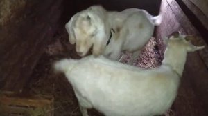 Как узнать что коза в охоте?Деревенские дела/жизнь в деревне.