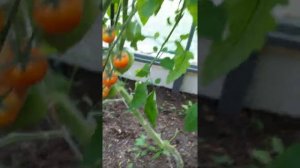 Помидор -Рекордсмен!