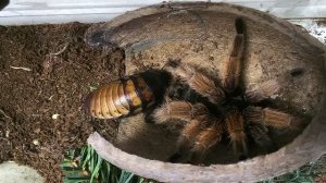 Паук-птицеед жестко атакует