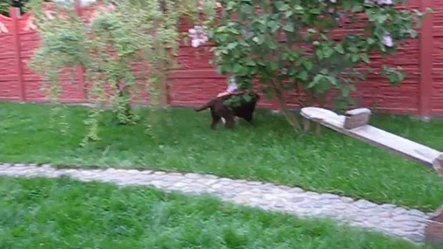 Питомник мягкие лапки смотреть онлайн