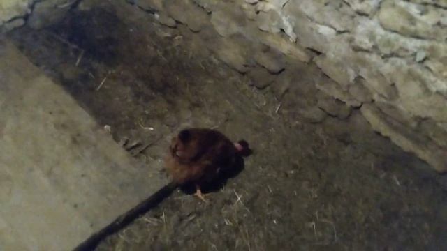 Уборка в сарае! Делаю новое гнездо! смотреть онлайн