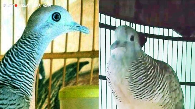 Cara memboster aura dan tata letak sangkar perkutut смотреть онлайн