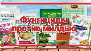 Топ-5 фунгицидов против милдью
