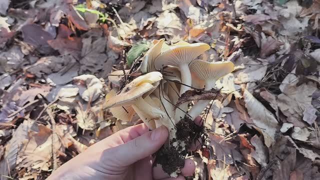 Сюрприз от лесовичка. Грибы гигрофоры 2 января смотреть онлайн