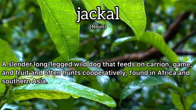 Jackal Meaning : Definition of Jackal смотреть онлайн