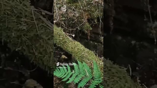 Тайна Памятника на Старом Кладбище. смотреть онлайн