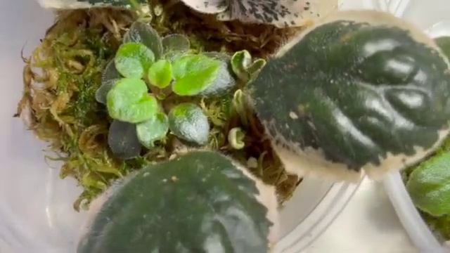 Мой опыт выращивания проблемных деток во мхе// My experience of growing of violet's roots in moss. смотреть онлайн