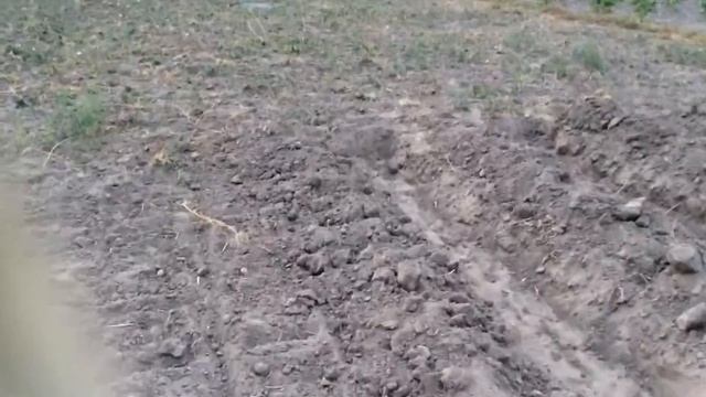Закладка голубики смотреть онлайн