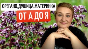 Орегано или душица: всё о выращивании, уходе и использовании.
