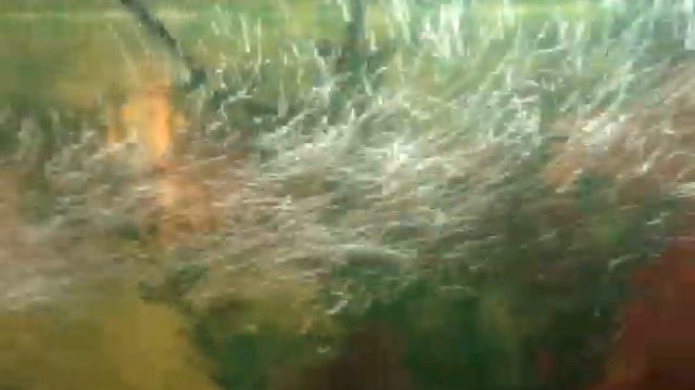 чернополосая цихлозома часть 1 смотреть онлайн