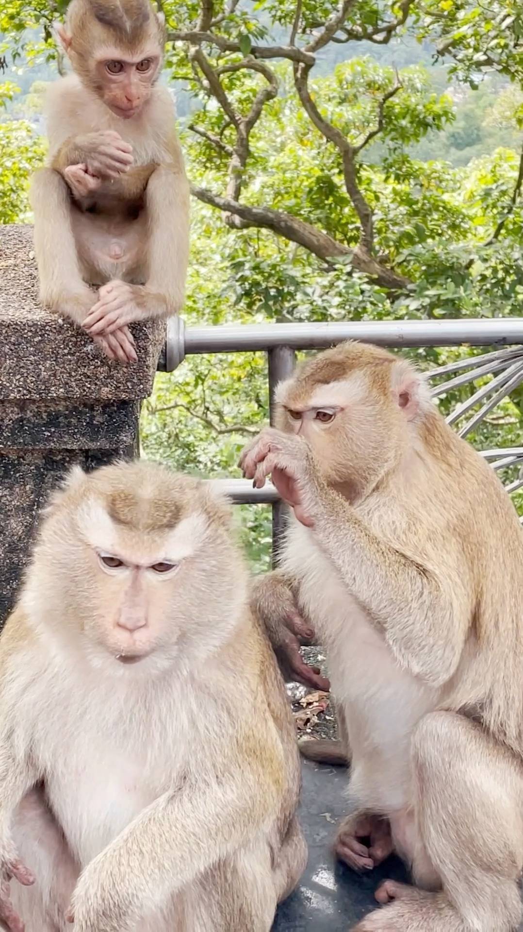 Забавные обезьянки в Тайланде смотреть онлайн