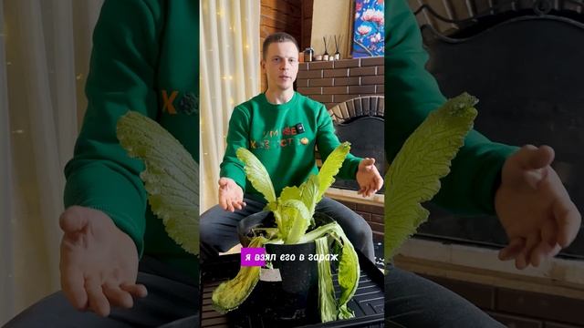 НОВОГОДНЕЕ ЧУДО ПЕКИНСКОЙ КАПУСТЫ смотреть онлайн