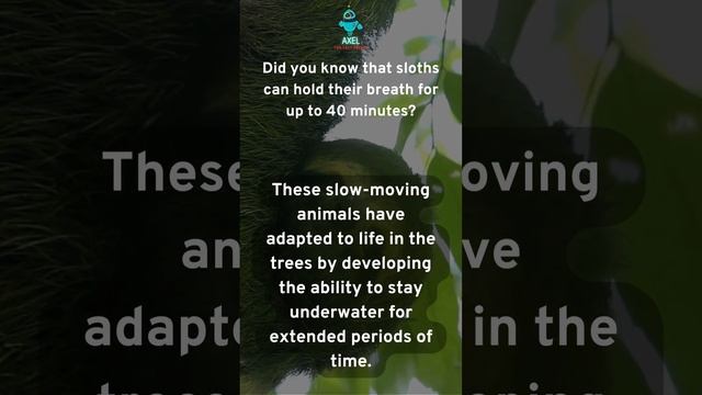 Masters of Breath-holding: The Astonishing Adaptation of Sloths смотреть онлайн