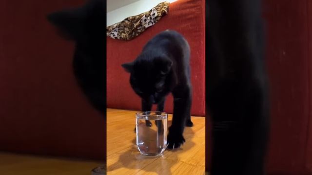 Мои товарищи после корпоратива смотреть онлайн