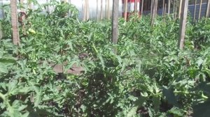 ТОМАТ СИБИРСКАЯ ТРОЙКА. КАК ФОРМИРОВАТЬ КУСТЫ? ОГОРОДНАЯ АЗБУКА ОЛЬГИ ЧЕРНОВОЙ.