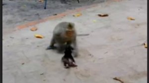 Длиннохвостые макаки: Mom and baby monkey