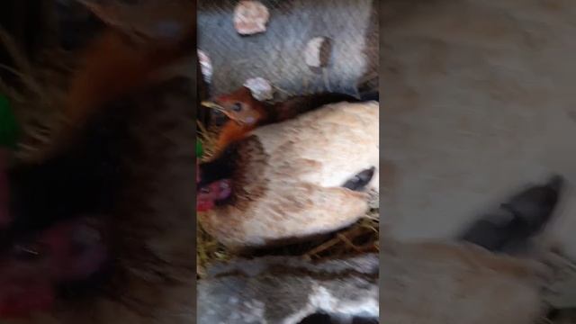 Two Hens Laid 4 Eggs 🥚