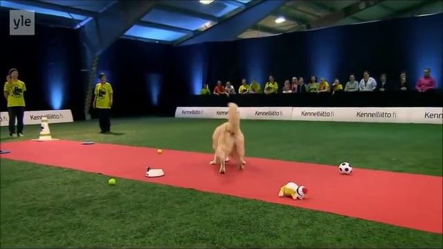Hilarious Golden Retriever Really Wants To Race But  First Things First1