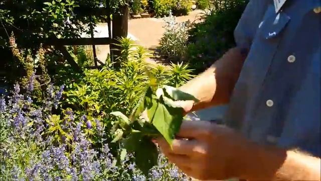 Plants to Attract Bees to Your Garden смотреть онлайн