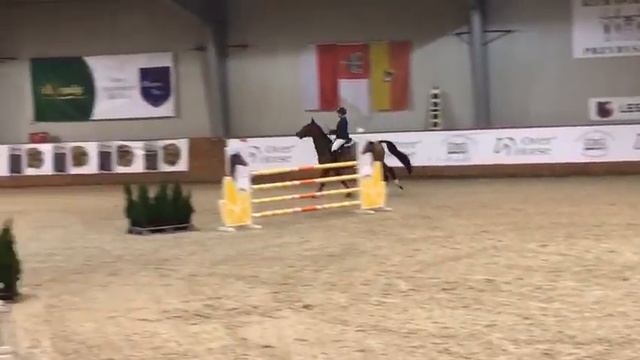 5 yo Gaskonia ( Spartacus x Faust Z) SR 8.12.18 смотреть онлайн