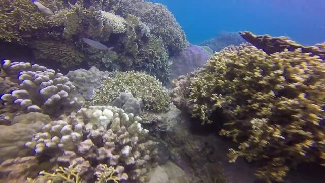 Vietnam Scuba Diving - Vlog смотреть онлайн