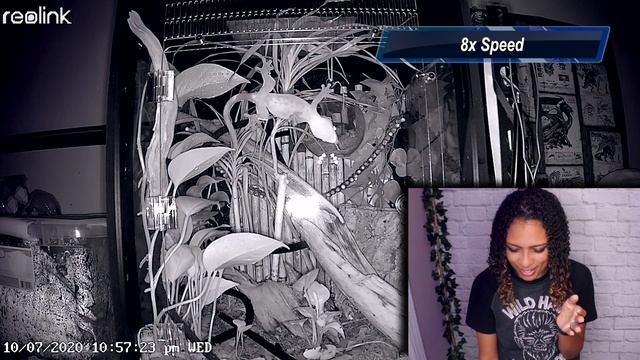 Secret Life of Reptiles - Watching My Reptiles With A Security Camera смотреть онлайн