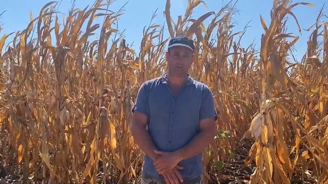 Отзыв о продукции MasSeeds от Божинского В.Г. главного агронома ЗАО Агрофирма 