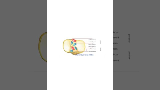 tibia bone notes anatomy (Lower limb) смотреть онлайн