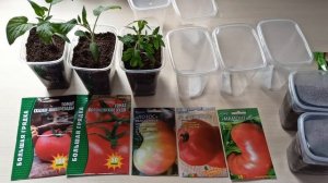 Листья на рассаде томатов скручиваются,становятся бледными.м-н ДАЧА г.Каменск-Уральский.11.04.24 г.