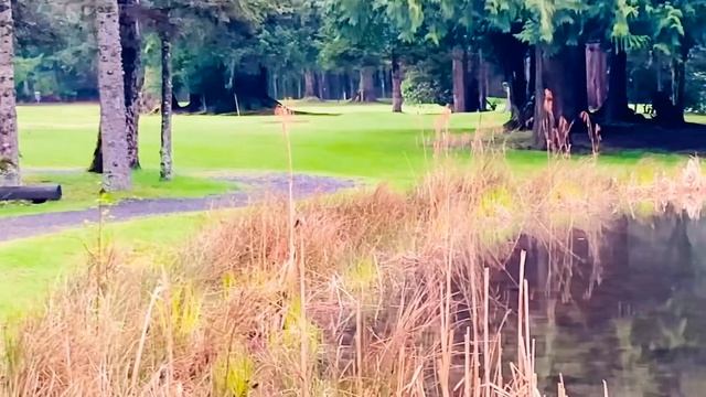 Вечерние трели птиц смотреть онлайн