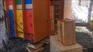 дары дикого разнотравья