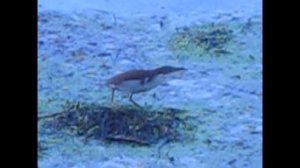 Выпь амурская или Волчок амурский