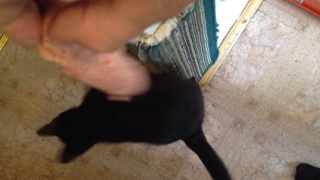 Котэ Гоша играет с сосиской смотреть онлайн