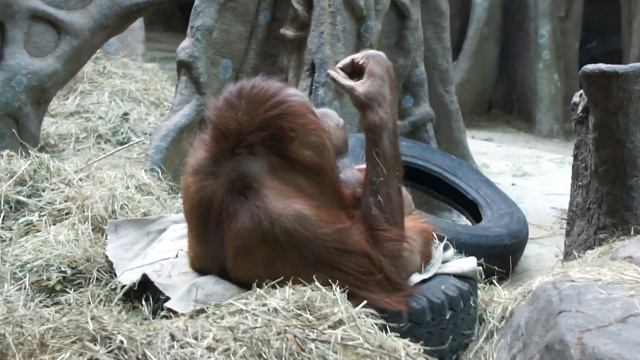 Орангутанг (orangutan)