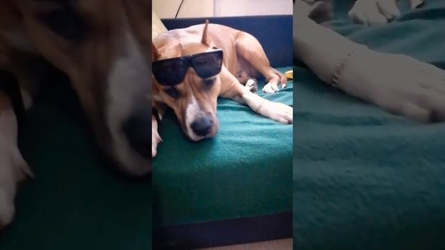 #такса #собака #стафф смотреть онлайн