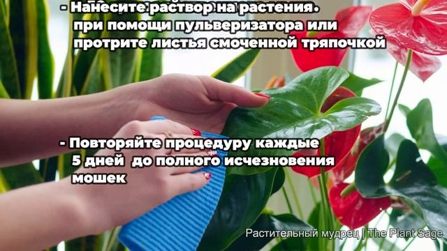 5 лучших средств против мошек в цветочных горшках: выбирайте надежность смотреть онлайн