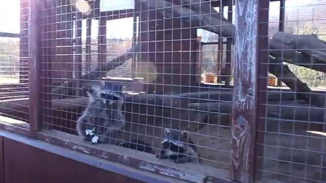 Весёлые ЕНОТИКИ в Парке Птиц смотреть онлайн