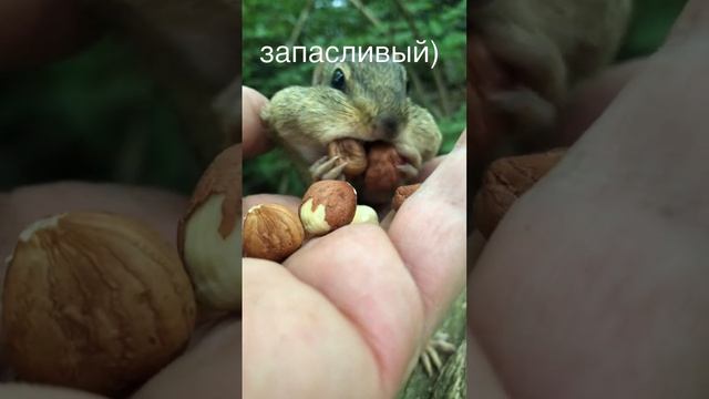 Элвин, ты ли это?