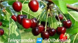 Tushda GİLOS 🍒 ko'rsa nima bo'ladi?