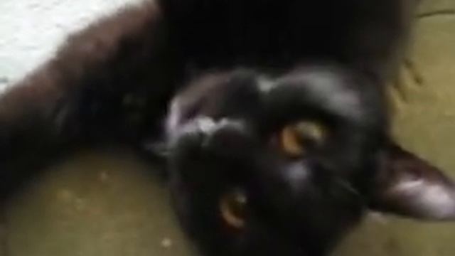 Кошка и Рок смотреть онлайн