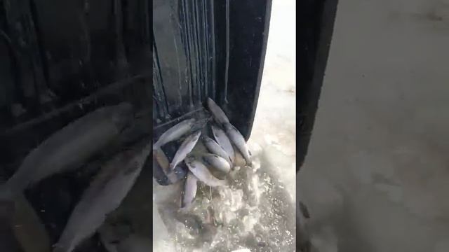 зарыбление 09.03.24 озеро Алипаши форель к турниру смотреть онлайн