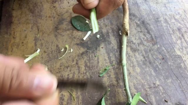 How To Graft citrus - kaffir lime grafting ( citrus hysterix) смотреть онлайн