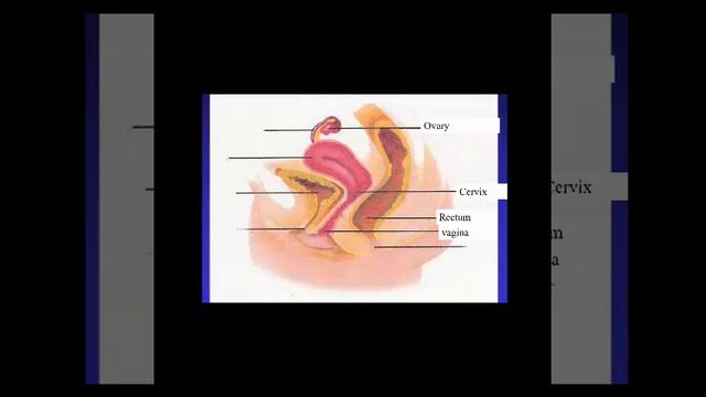 femalediagram смотреть онлайн