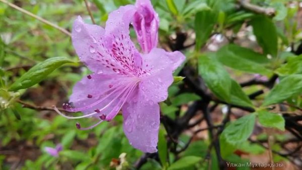 Адамды тыныштандыратын музыка.Жан тыныштығы.Тыныш ұйқыға арналған музыка.