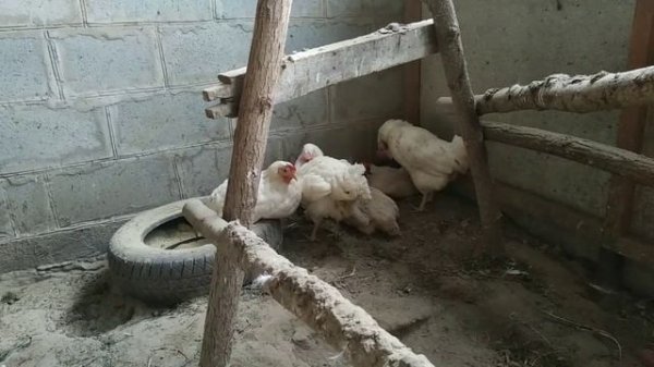 55.Куры Ломан Сенди (Коралл). Честный обзор.