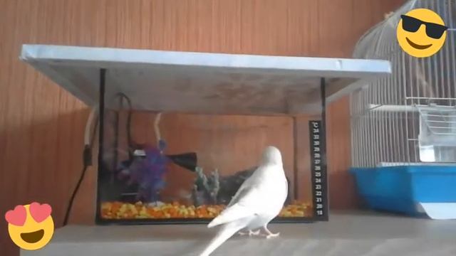 Пение волнистого попугая - Миши смотреть онлайн