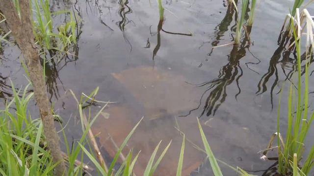 щука смотреть онлайн