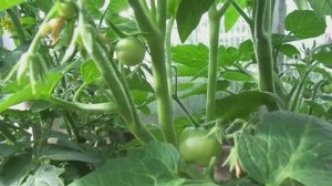 ТОМАТ СПИРИДОН - КАК ФОРМИРОВАТЬ КУСТЫ? ОГОРОДНАЯ АЗБУКА ОЛЬГИ ЧЕРНОВОЙ.